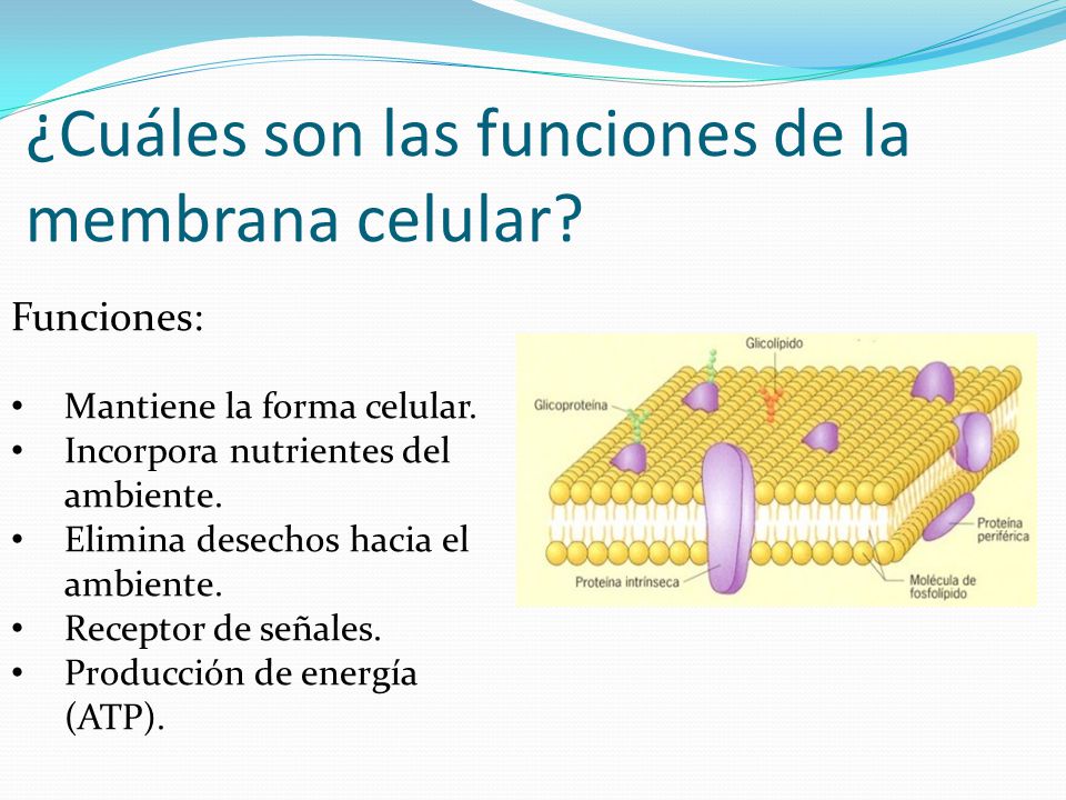 Función de la membrana celular